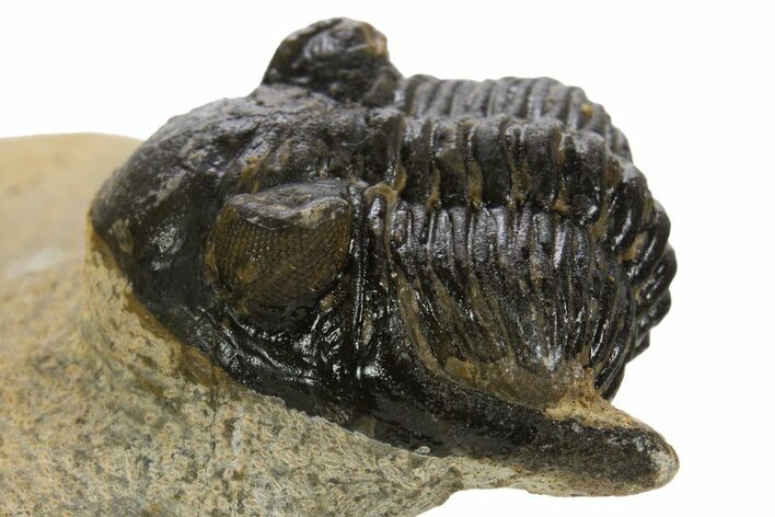 Bargain, Hollardops Trilobite - Visible Eye Facets #341313